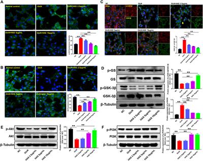 Hydroxy-α-sanshool isolated from Zanthoxylum bungeanum Maxim. has antidiabetic effects on high-fat-fed and streptozotocin-treated mice via increasing glycogen synthesis by regulation of PI3K/Akt/GSK-3β/GS signaling